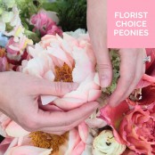 Florist Choice Peonies